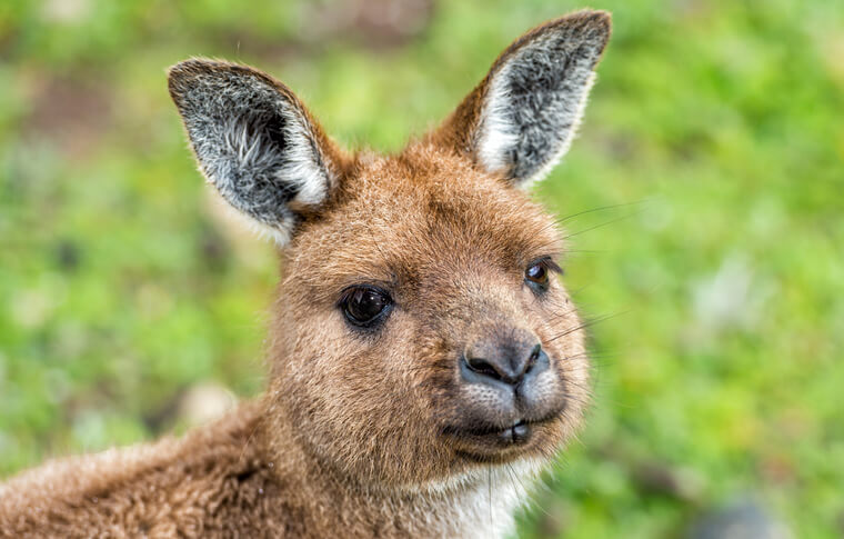 https://www.gowalkabouttravel.com/wp-content/uploads/2021/11/Kangaroo-in-wild-Australia.jpg