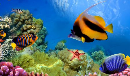 https://www.gowalkabouttravel.com/wp-content/uploads/2021/12/Cairns-and-the-Great-Barrier-Reef--450x263.jpg