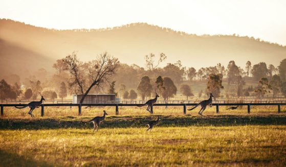 https://www.gowalkabouttravel.com/wp-content/uploads/2022/01/Australia-Kangaroos-1-559x327.jpg