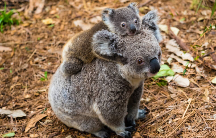 Where can you see Koalas and Kangaroos in Australia?