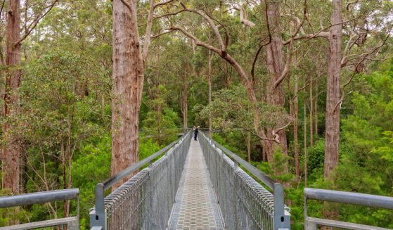 https://www.gowalkabouttravel.com/wp-content/uploads/2022/01/Treetops-walk-walpole-western-australia-2-559x327.jpg